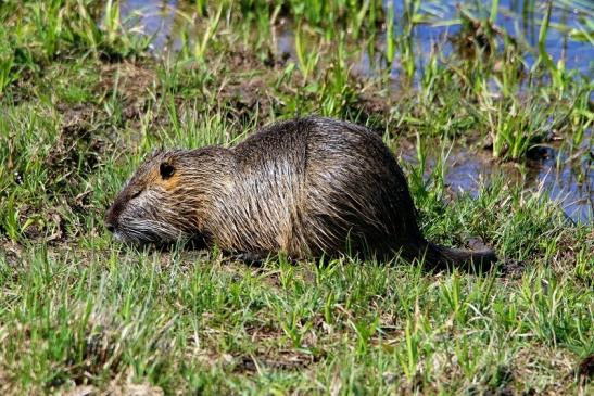 Nutria Bingenheimer Ried Wetterau 2016