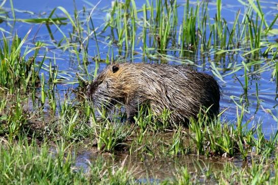 Nutria Bingenheimer Ried Wetterau 2016