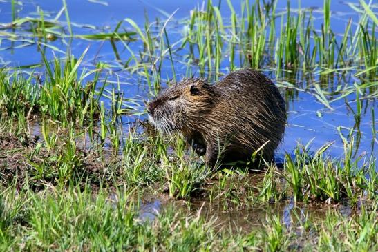 Nutria Bingenheimer Ried Wetterau 2016