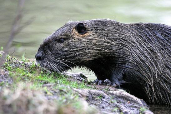 Nutria NSG Mönchbruch 2013