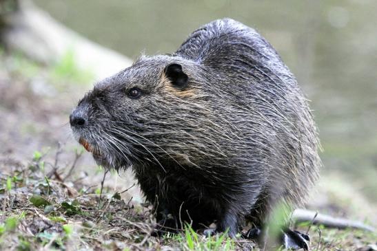 Nutria NSG Mönchbruch 2013