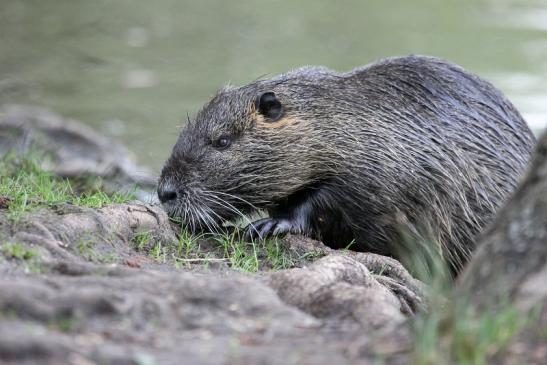 Nutria NSG Mönchbruch 2013