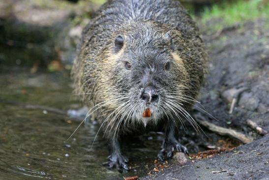 Nutria NSG Mönchbruch 2013