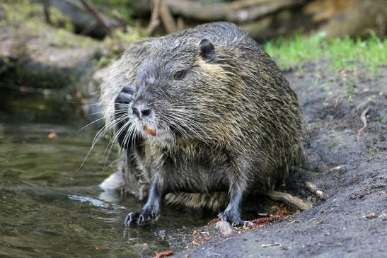 Nutria NSG Mönchbruch 2013