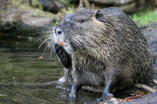 Nutria NSG Mönchbruch 2013