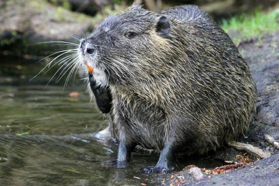 Nutria NSG Mönchbruch 2013