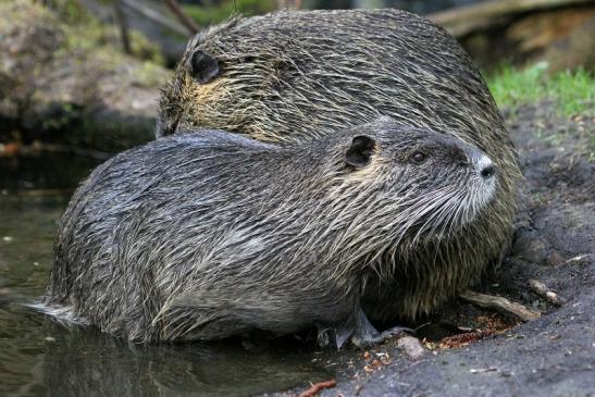 Nutria NSG Mönchbruch 2013