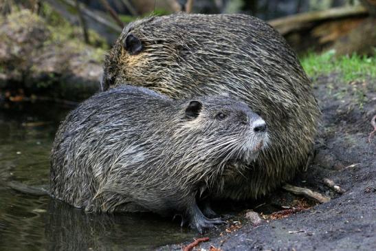 Nutria NSG Mönchbruch 2013