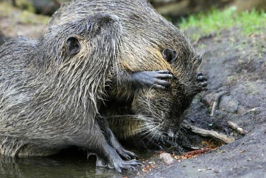 Nutria NSG Mönchbruch 2013