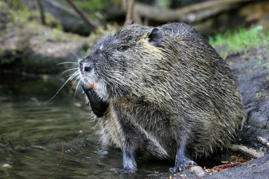 Nutria NSG Mönchbruch 2013