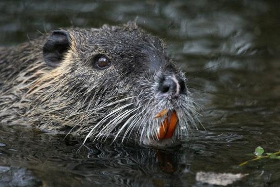 Nutria NSG Mönchbruch 2013