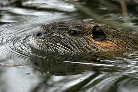 Nutria NSG Mönchbruch 2013