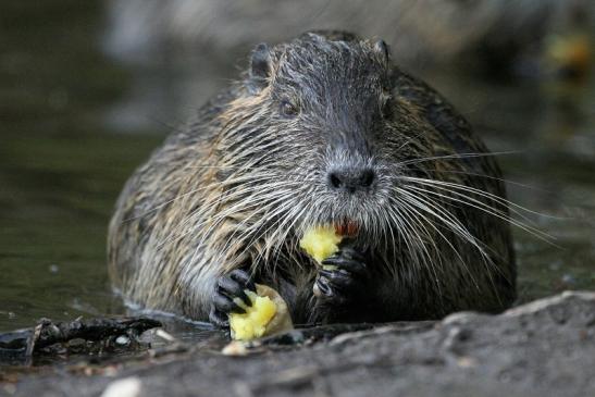 Nutria NSG Mönchbruch 2013