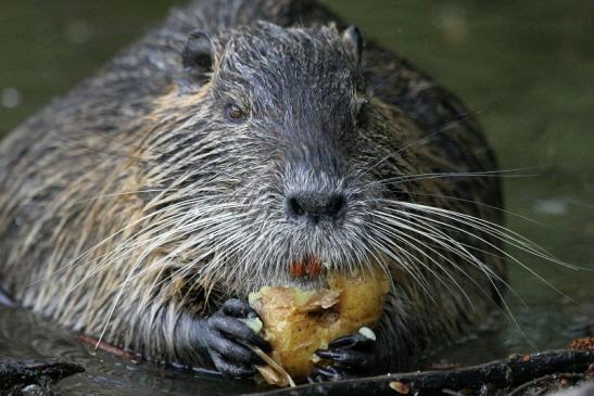 Nutria NSG Mönchbruch 2013