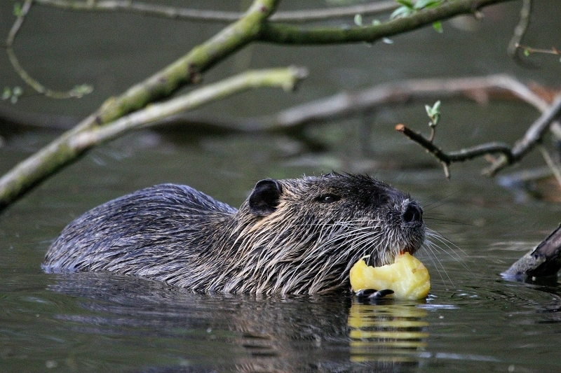 Nutria NSG Mönchbruch 2013