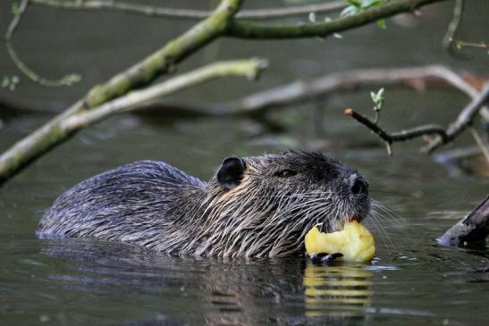 Nutria NSG Mönchbruch 2013