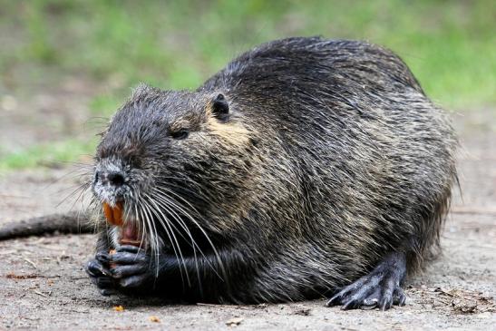 Nutria NSG Mönchbruch 2013