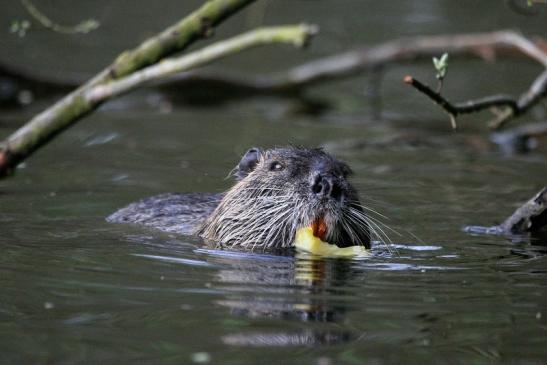 Nutria NSG Mönchbruch 2013