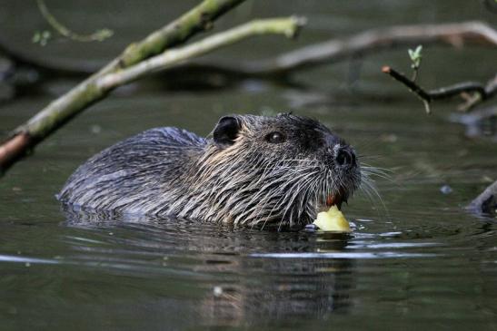 Nutria NSG Mönchbruch 2013