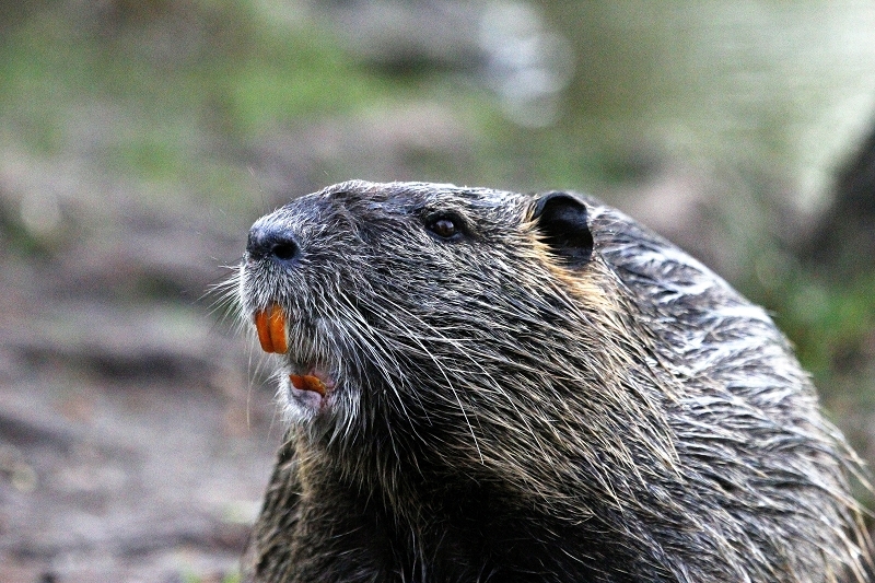 Nutria NSG Mönchbruch 2013