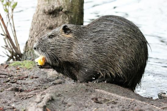 Nutria NSG Mönchbruch 2013