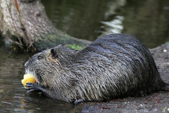 Nutria NSG Mönchbruch 2013