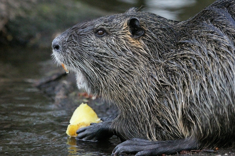 Nutria NSG Mönchbruch 2013