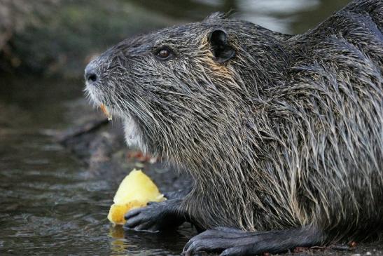 Nutria NSG Mönchbruch 2013