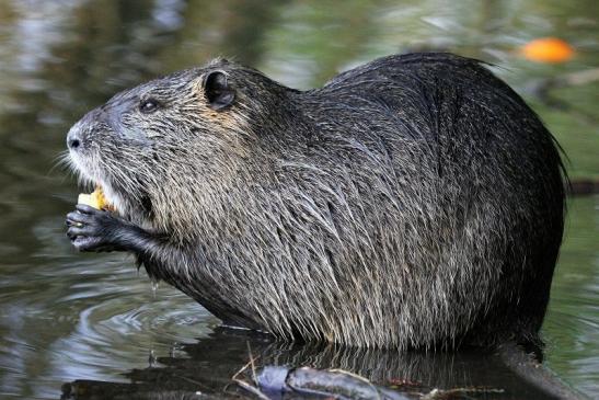 Nutria NSG Mönchbruch 2013