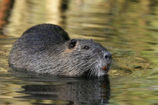 Nutria NSG Mönchbruch 2013