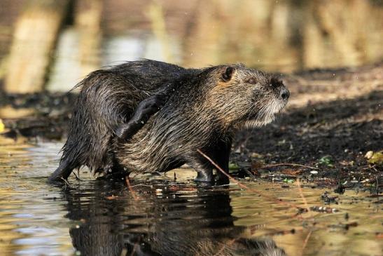 Nutria NSG Mönchbruch 2013