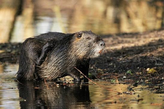 Nutria NSG Mönchbruch 2013