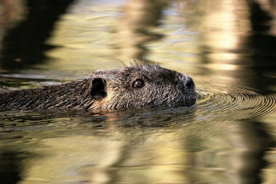 Nutria NSG Mönchbruch 2013