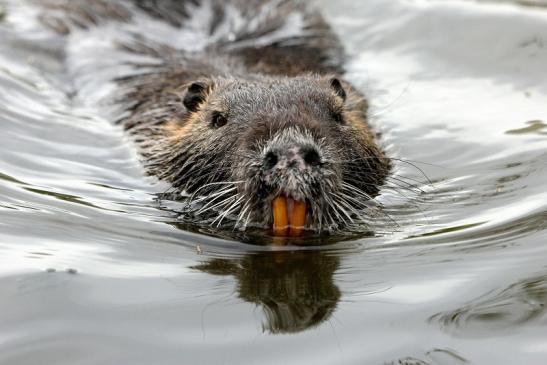 Nutria NSG Mönchbruch 2013