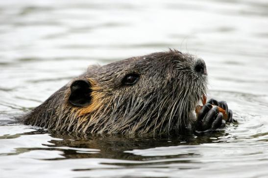 Nutria NSG Mönchbruch 2013