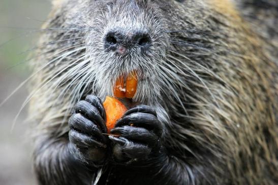 Nutria NSG Mönchbruch 2013