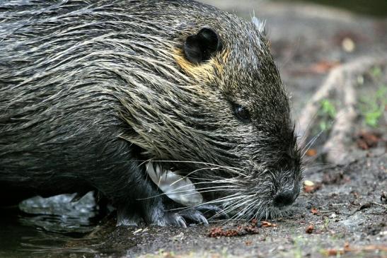 Nutria NSG Mönchbruch 2013