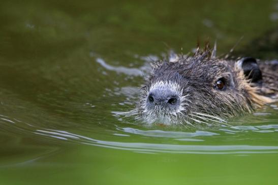 Nutria NSG Mönchbruch 2016