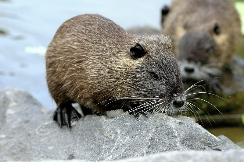 Nutria NSG Mönchbruch 2016