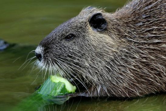 Nutria NSG Mönchbruch 2016