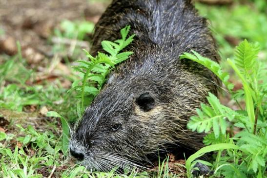 Nutria NSG Mönchbruch 2016