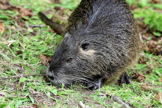 Nutria NSG Mönchbruch 2016