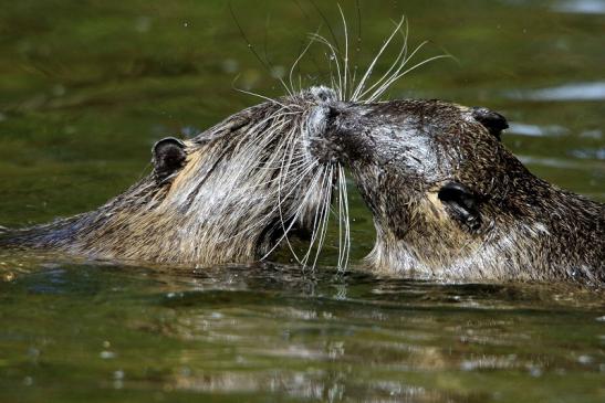 Nutria NSG Mönchbruch 2017