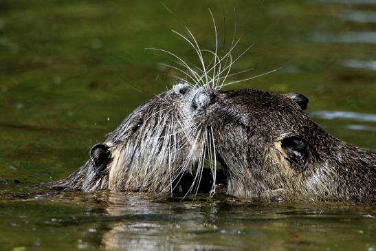 Nutria NSG Mönchbruch 2017