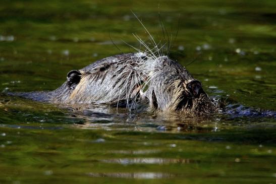 Nutria NSG Mönchbruch 2017