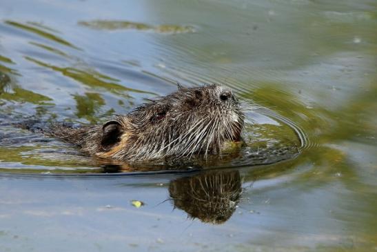 Nutria NSG Mönchbruch 2017