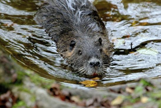 Nutria NSG Mönchbruch 2017