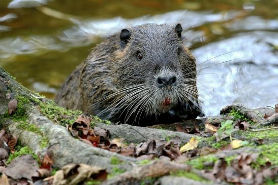 Nutria NSG Mönchbruch 2017