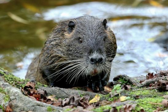 Nutria NSG Mönchbruch 2017