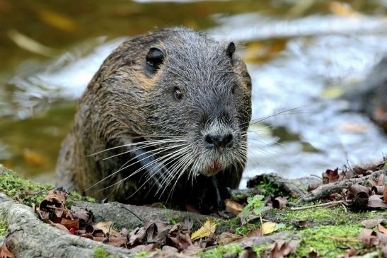 Nutria NSG Mönchbruch 2017